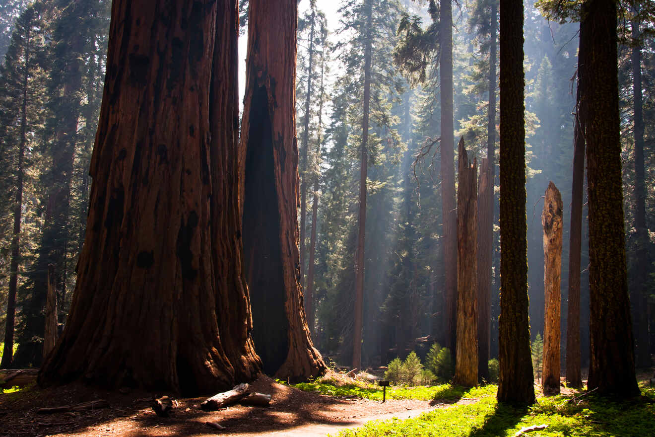 view over giant sequoia trees at Sequoia National Park